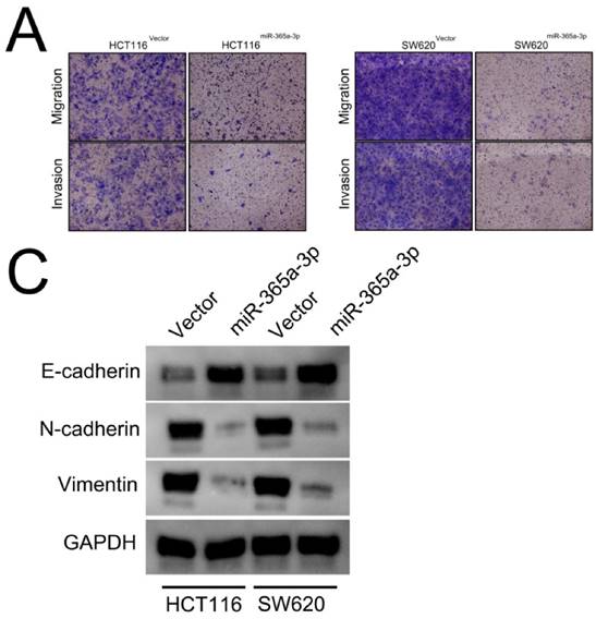 Mir A P Regulates Adam Jak Stat Signaling To Suppress The Growth