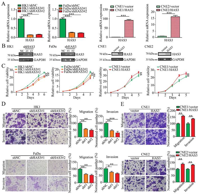 Super Enhancer Driven Hyaluronan Synthase Promotes Malignant