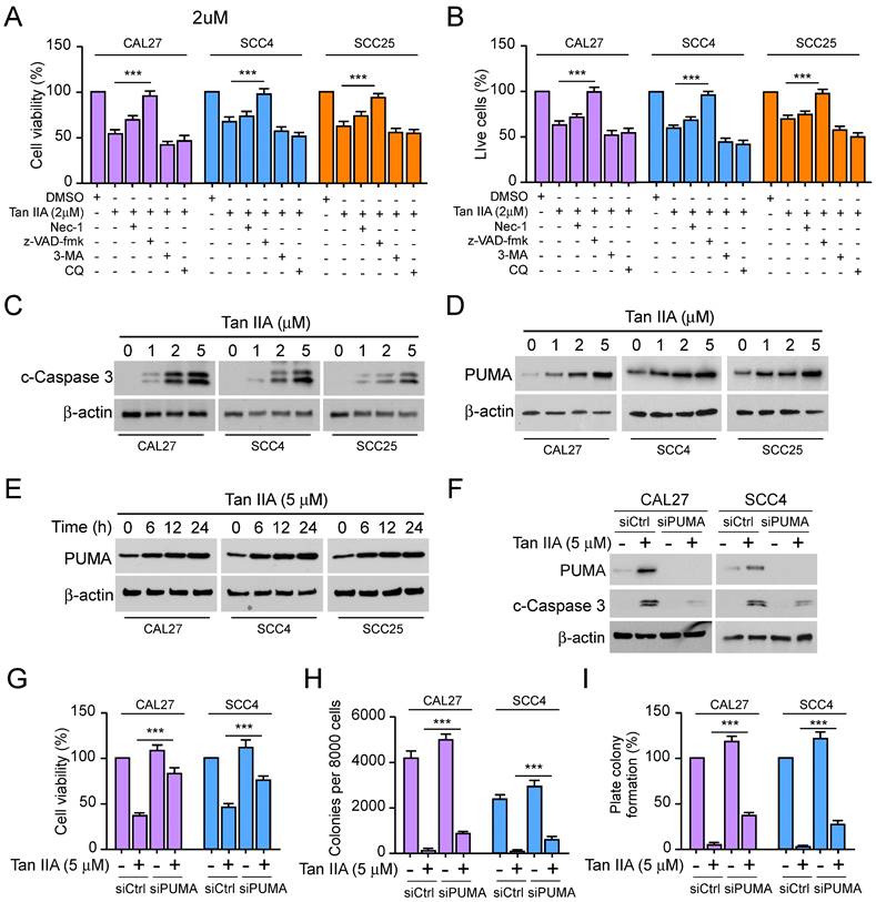 Tanshinone Iia Inhibits Cell Viability And Promotes Puma Mediated