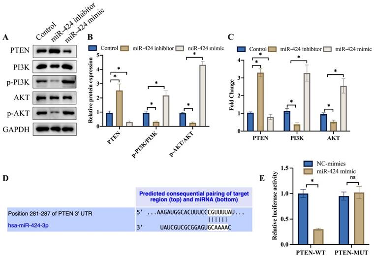 Down Regulation Of MiR 424 Inhibited The Metastasis Of Endometrial