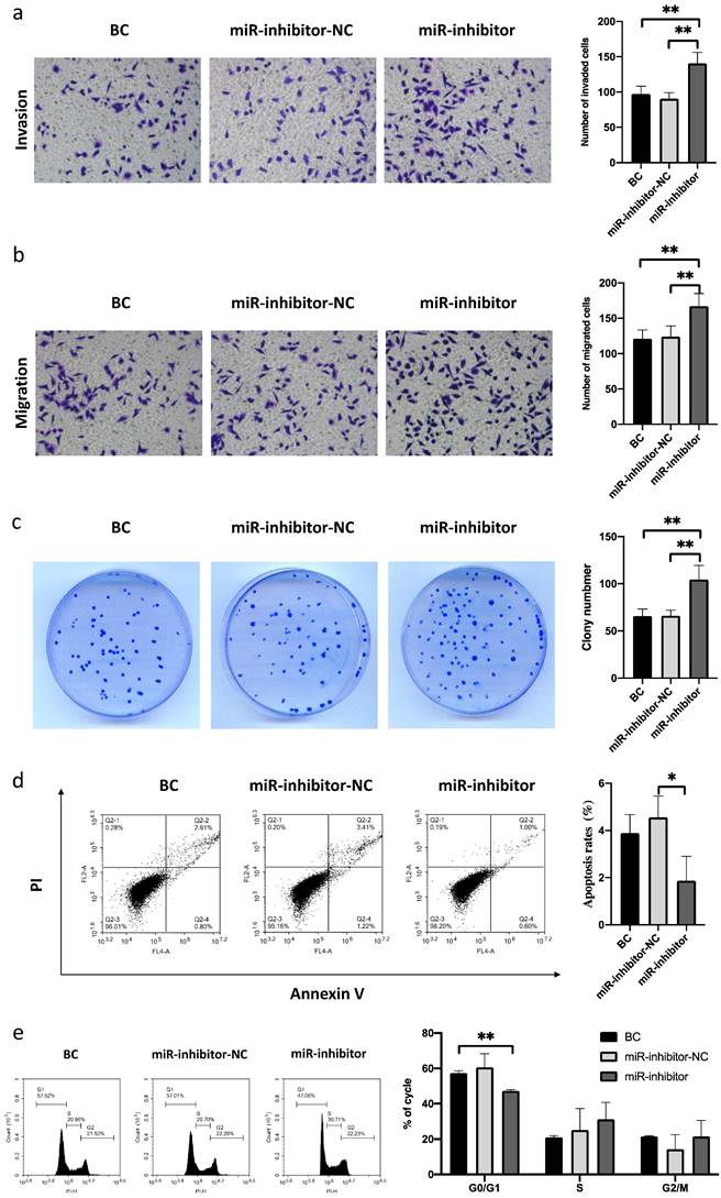 Long Non Coding RNA Linc01224 Regulates Hypopharyngeal Squamous Cell