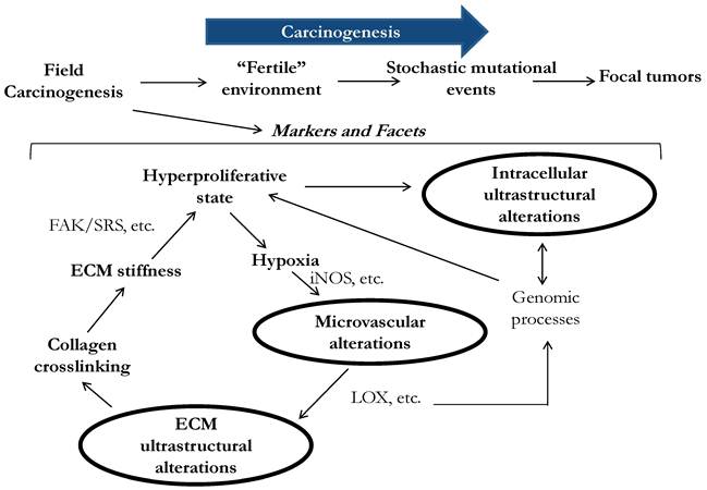 J Cancer Image