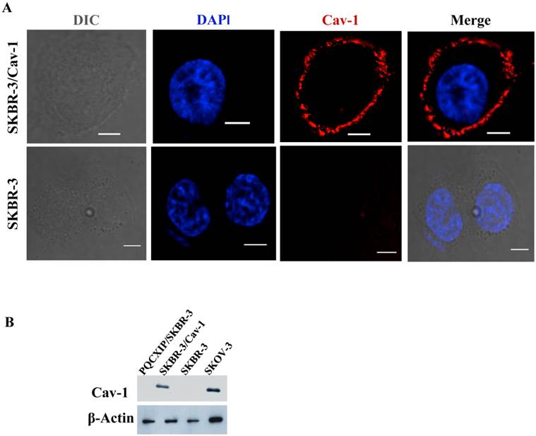 J Cancer Image