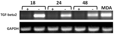 J Cancer Image