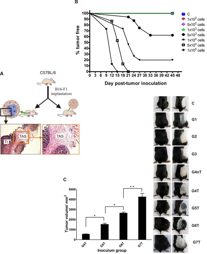 J Cancer Image