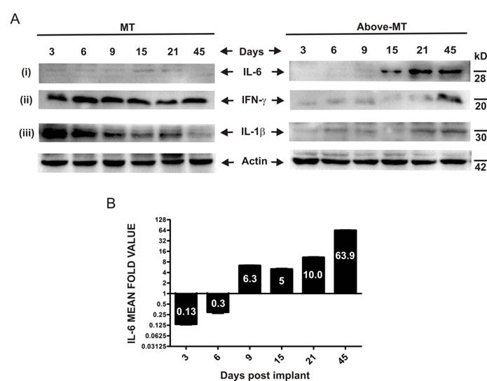 J Cancer Image