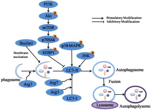 J Cancer Image