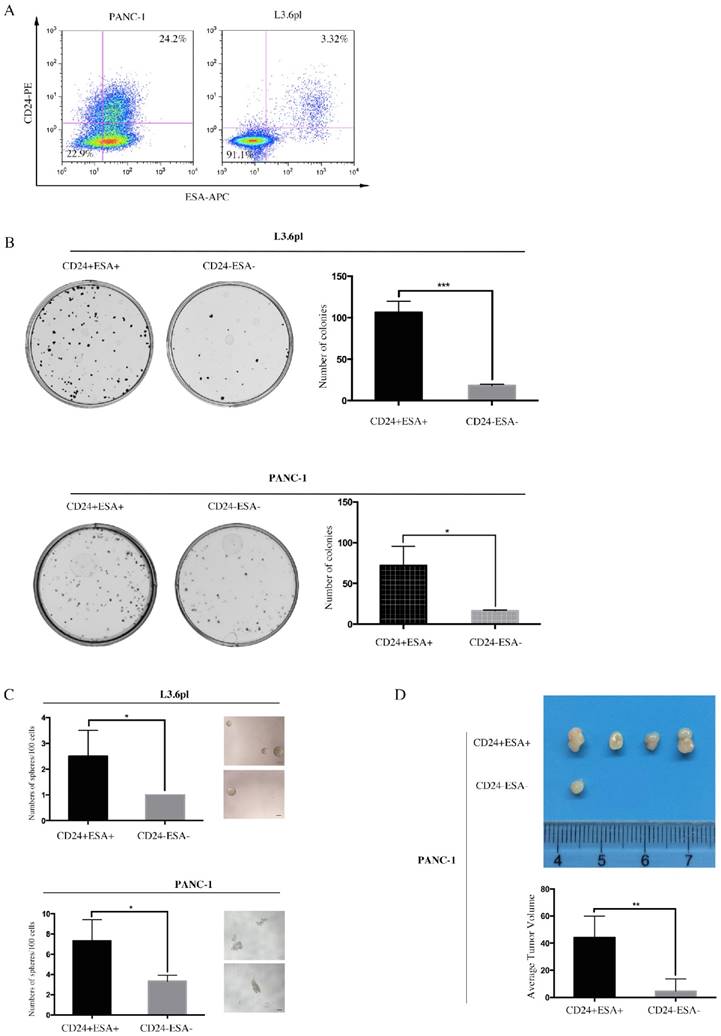 J Cancer Image