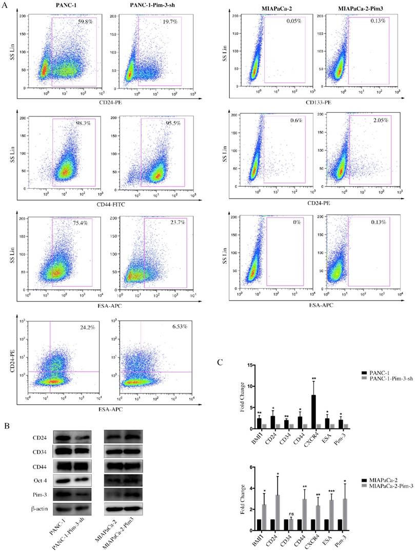 J Cancer Image