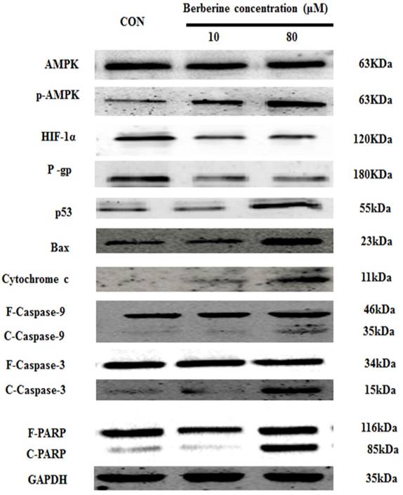 J Cancer Image