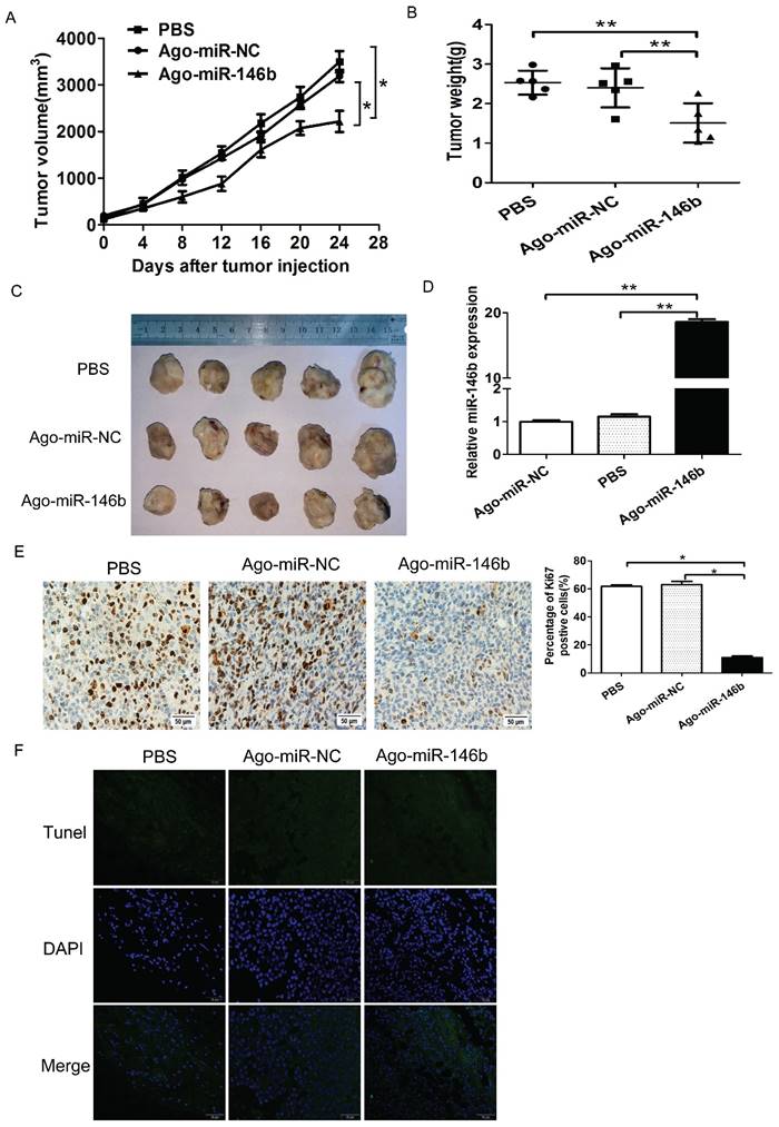 J Cancer Image