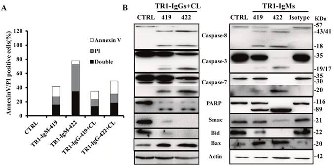 J Cancer Image