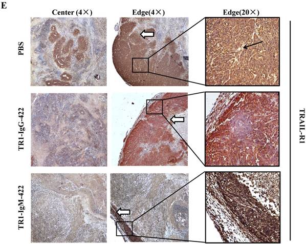 J Cancer Image