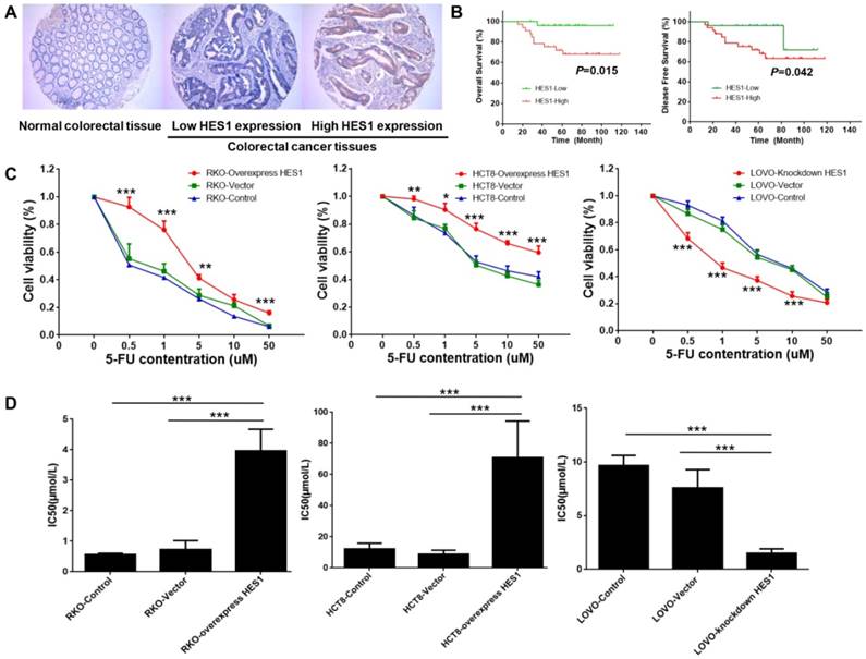 J Cancer Image