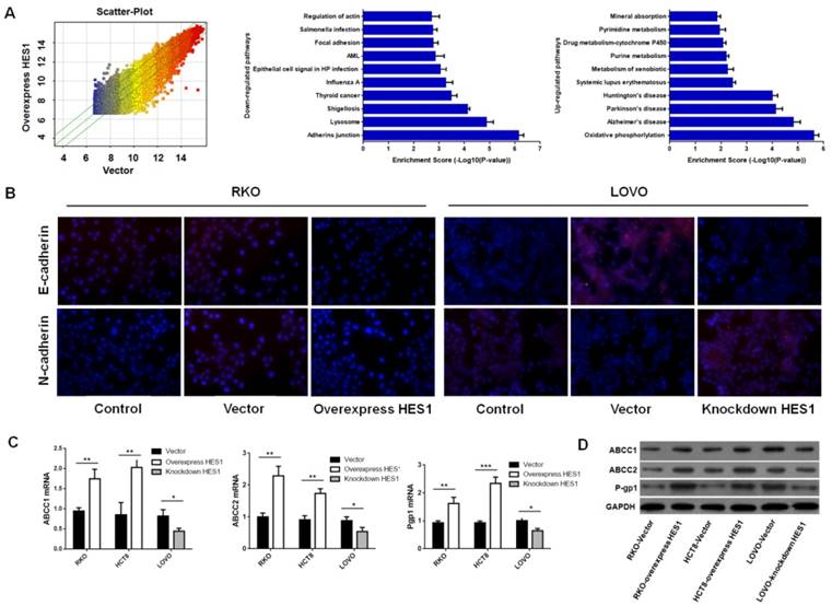 J Cancer Image