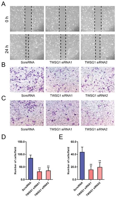 J Cancer Image