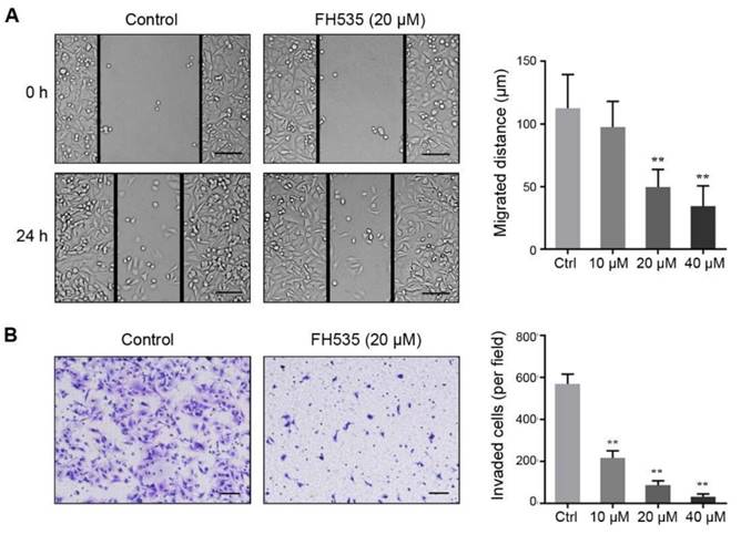 J Cancer Image