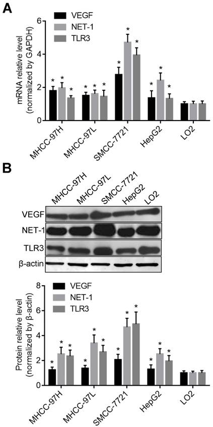 J Cancer Image