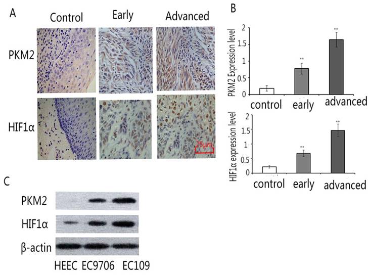 J Cancer Image