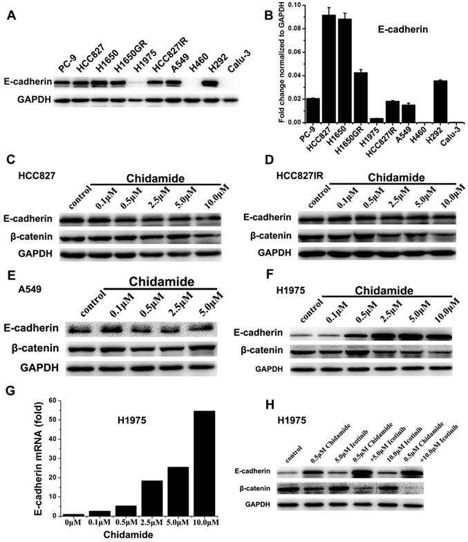 J Cancer Image