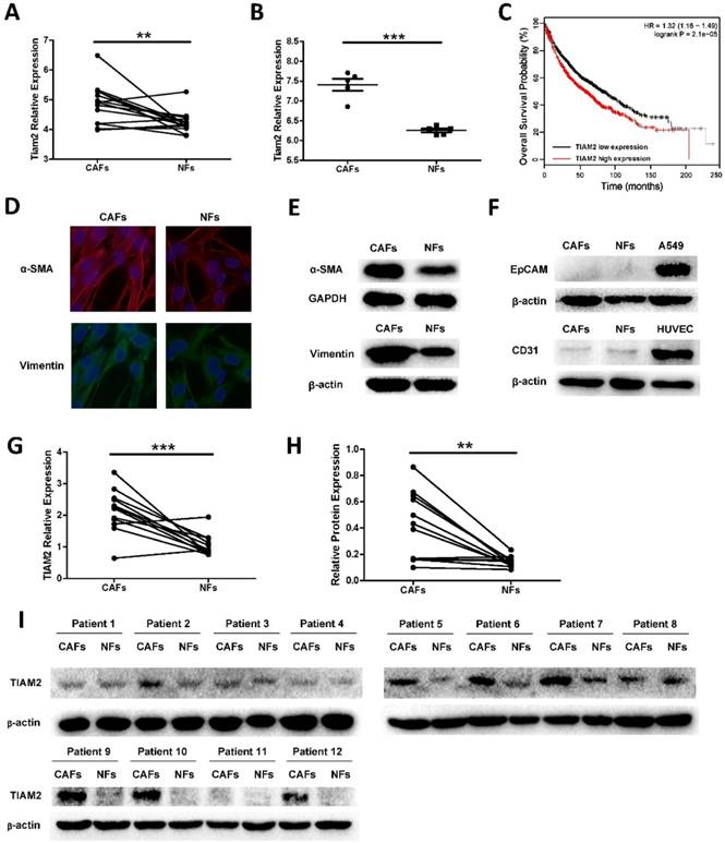 J Cancer Image