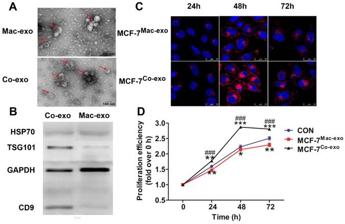 J Cancer Image