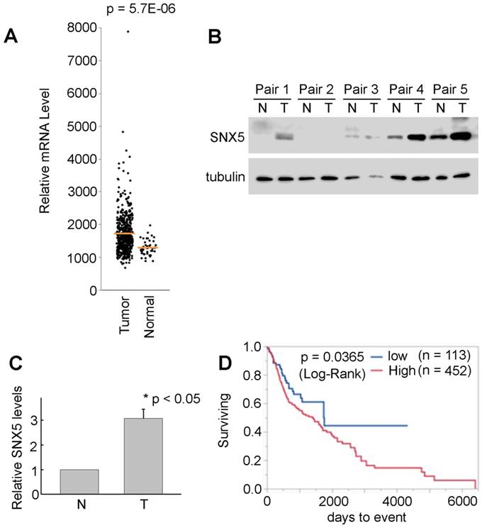 J Cancer Image