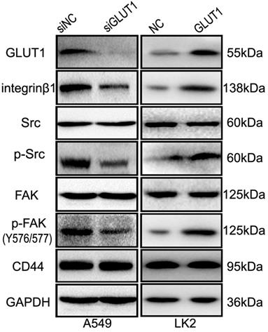 J Cancer Image