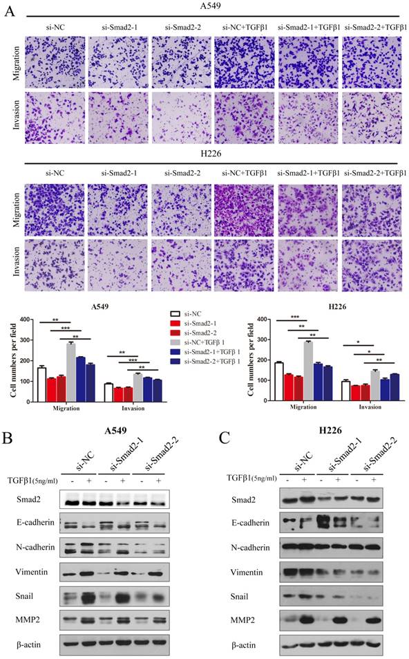 J Cancer Image