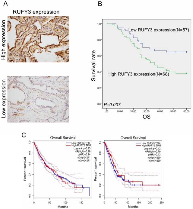 J Cancer Image