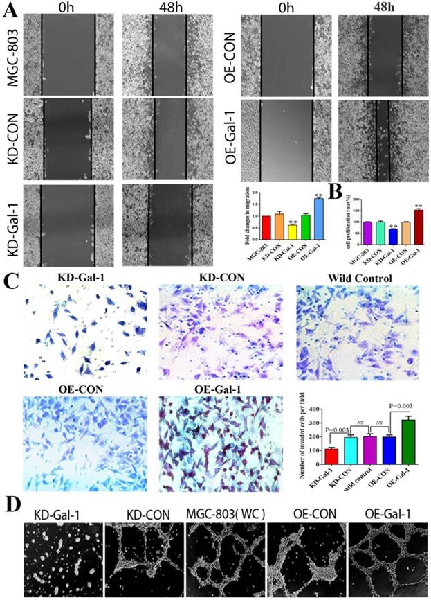 J Cancer Image