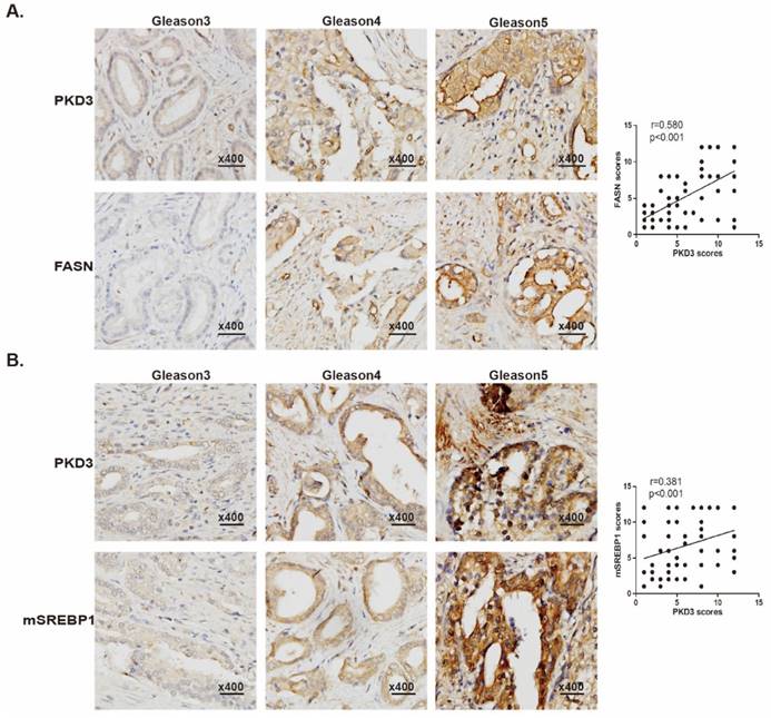 J Cancer Image