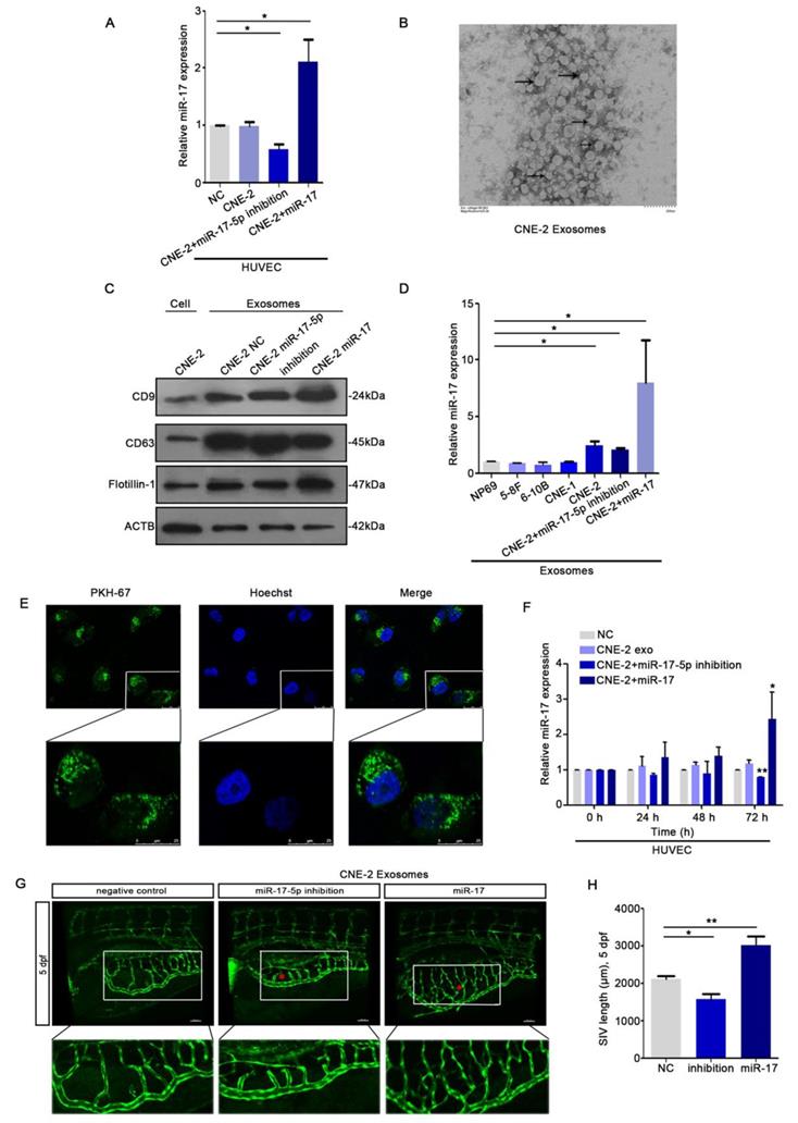 J Cancer Image