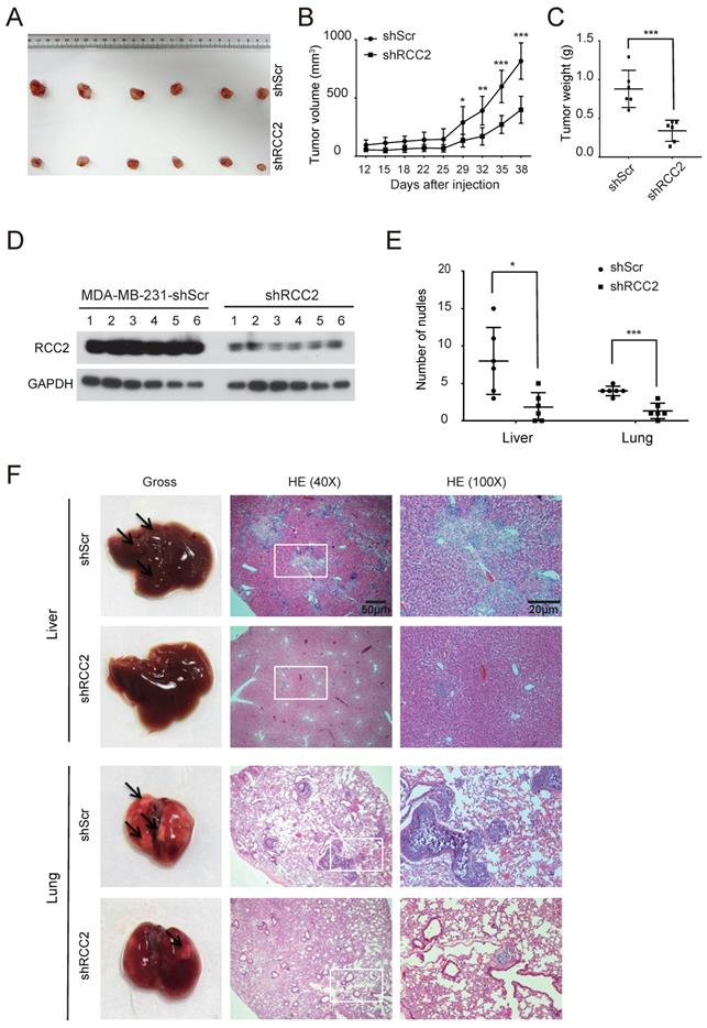 J Cancer Image