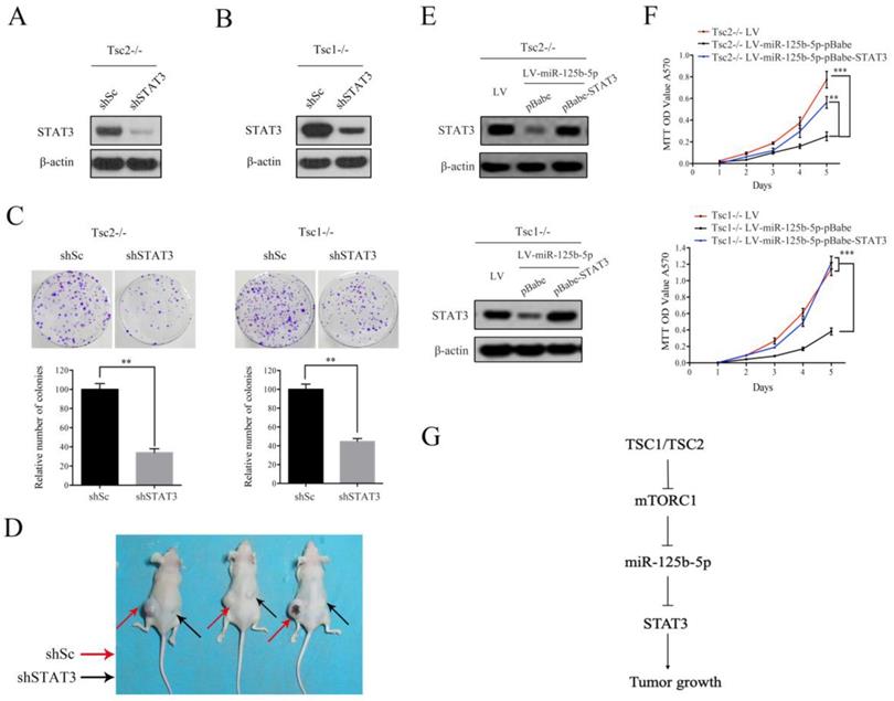 J Cancer Image