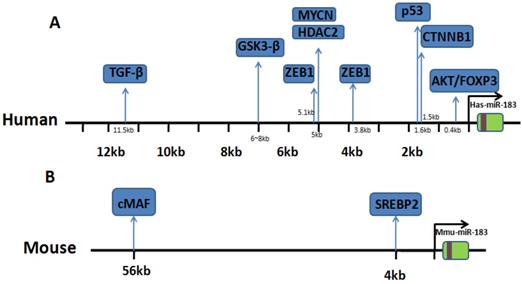 J Cancer Image