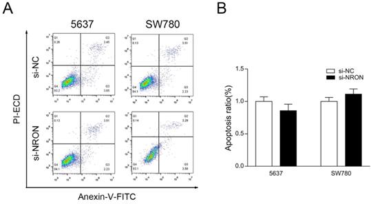 J Cancer Image