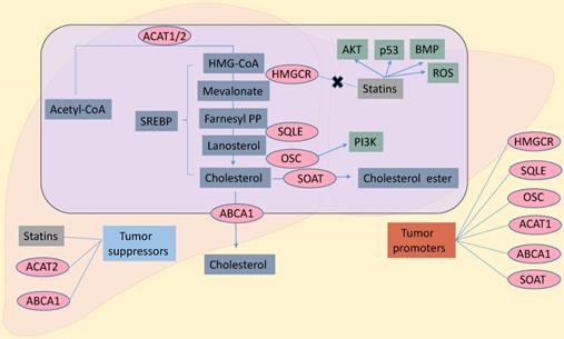 J Cancer Image