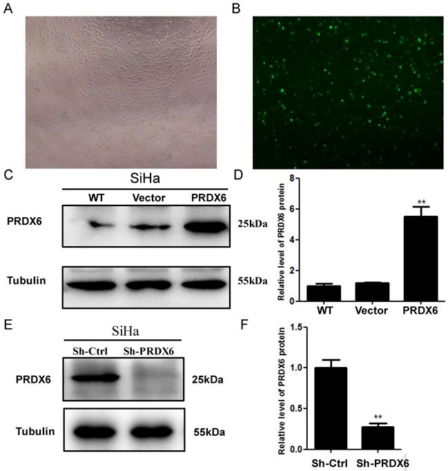 J Cancer Image