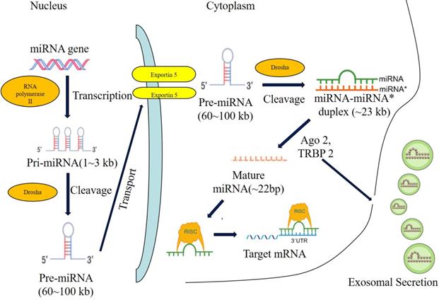 Role of MicroRNA-30c in cancer progression