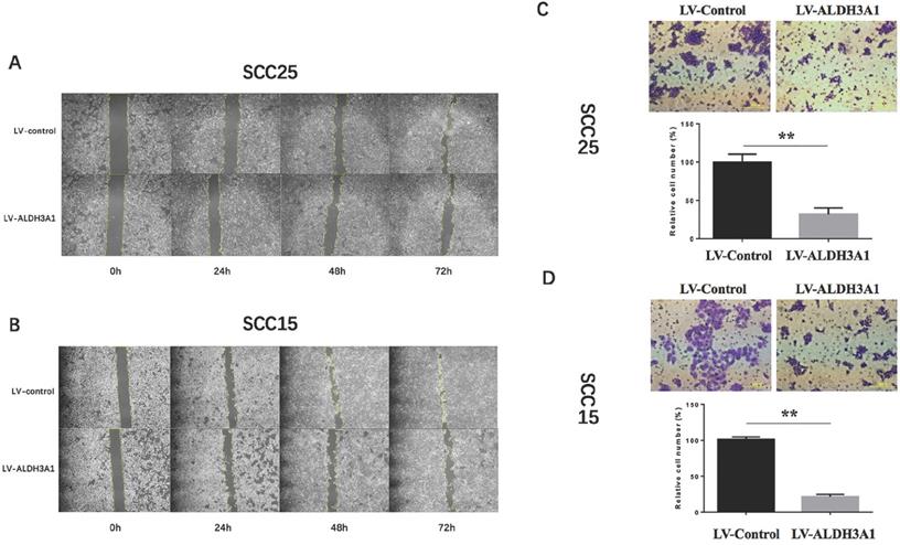 J Cancer Image