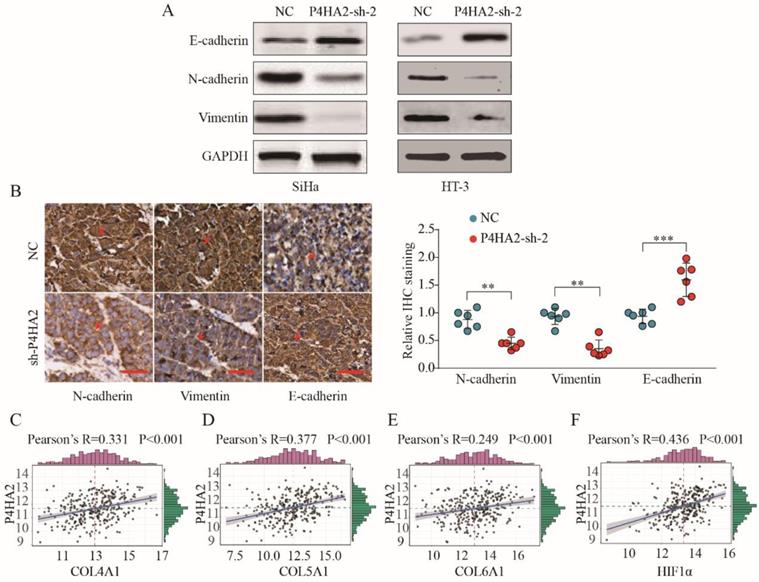 J Cancer Image