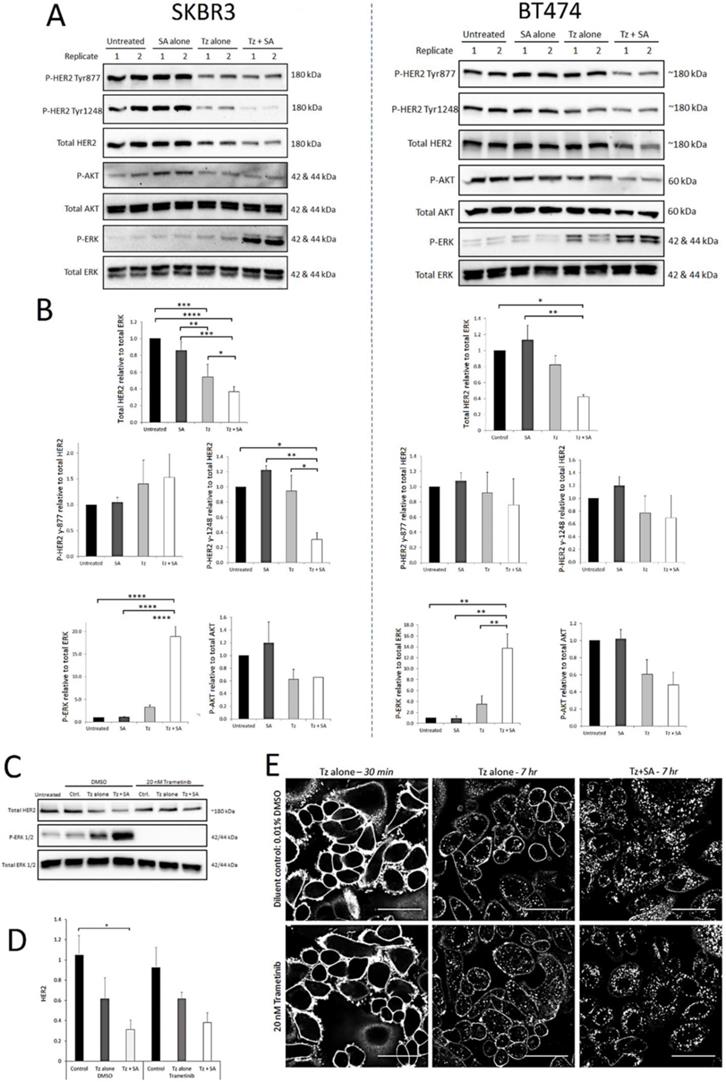 J Cancer Image