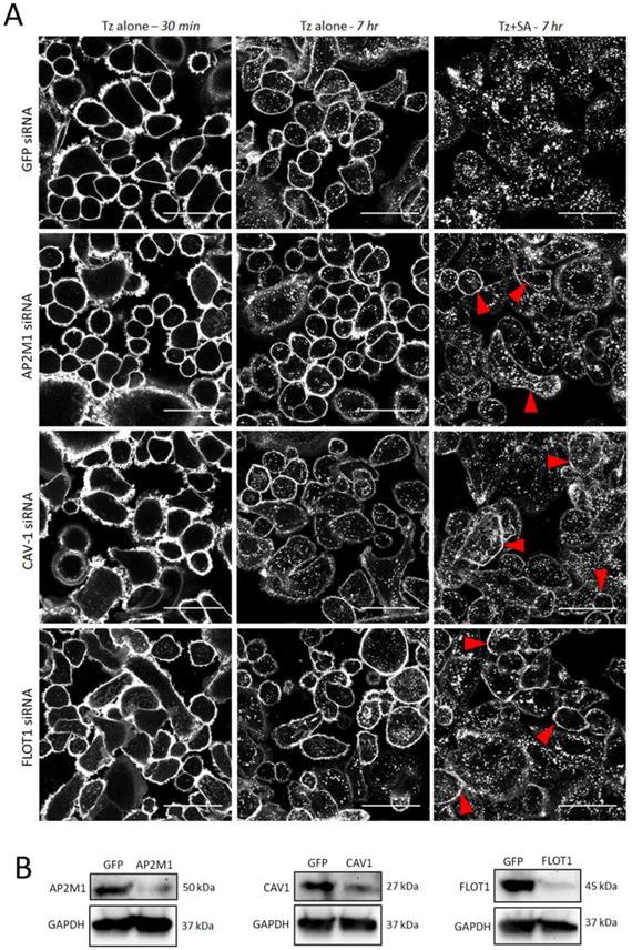 J Cancer Image