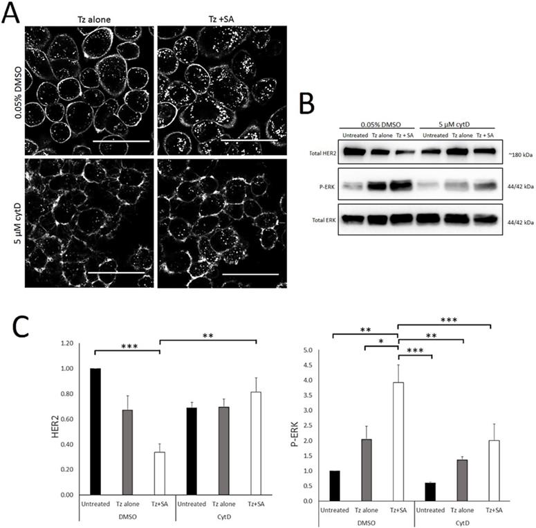 J Cancer Image