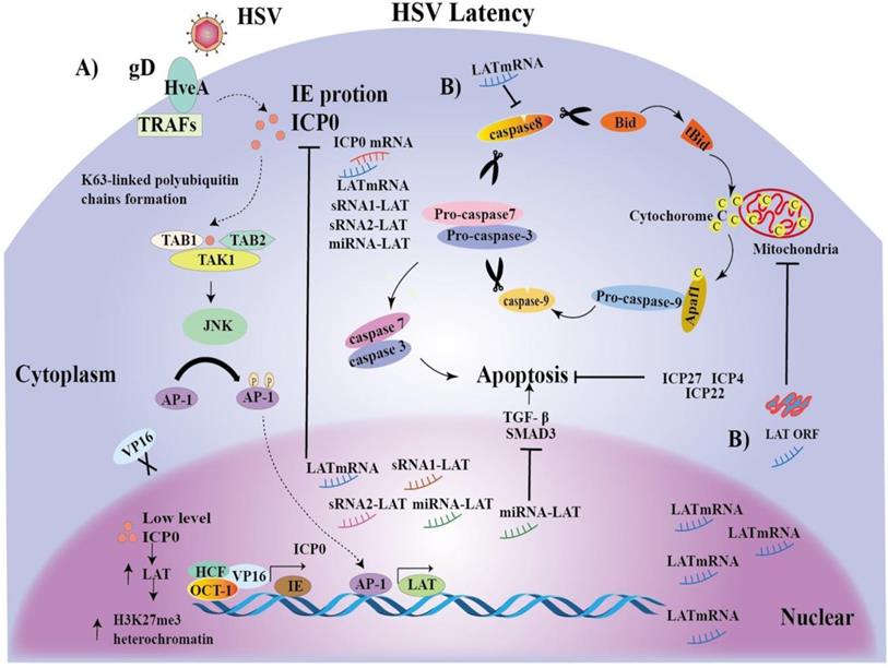 Transcriptional Regulation of Latency-Associated Transcripts (LATs) of ...