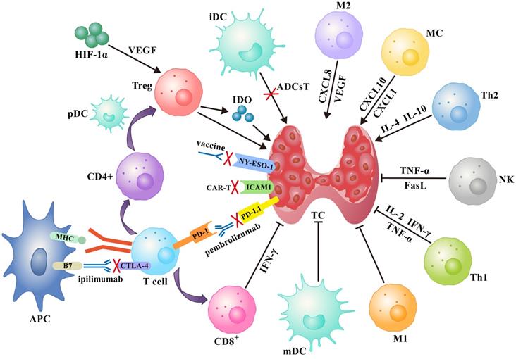 J Cancer Image