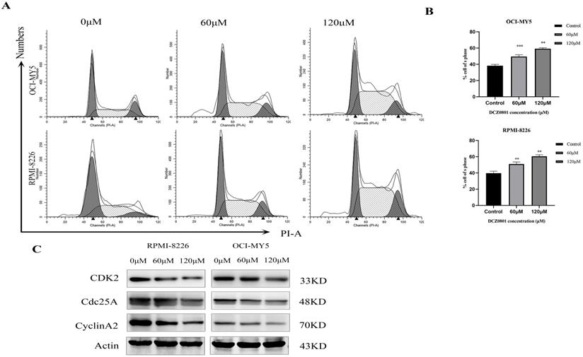 J Cancer Image