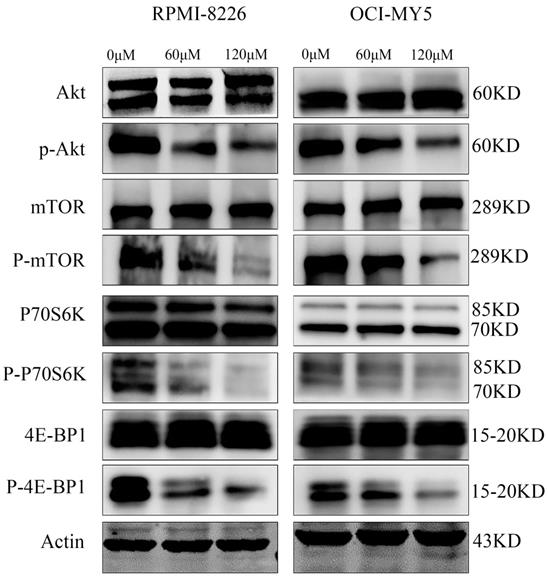 J Cancer Image