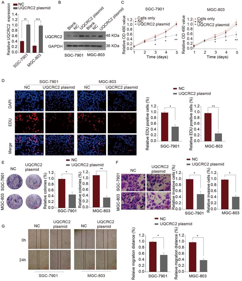 J Cancer Image